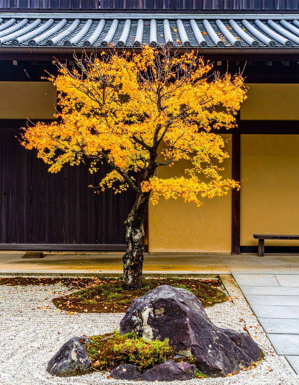 Jardin japonais avec grand érable aux feuilles jaunes et bâtiment traditionnel en arrière-plan