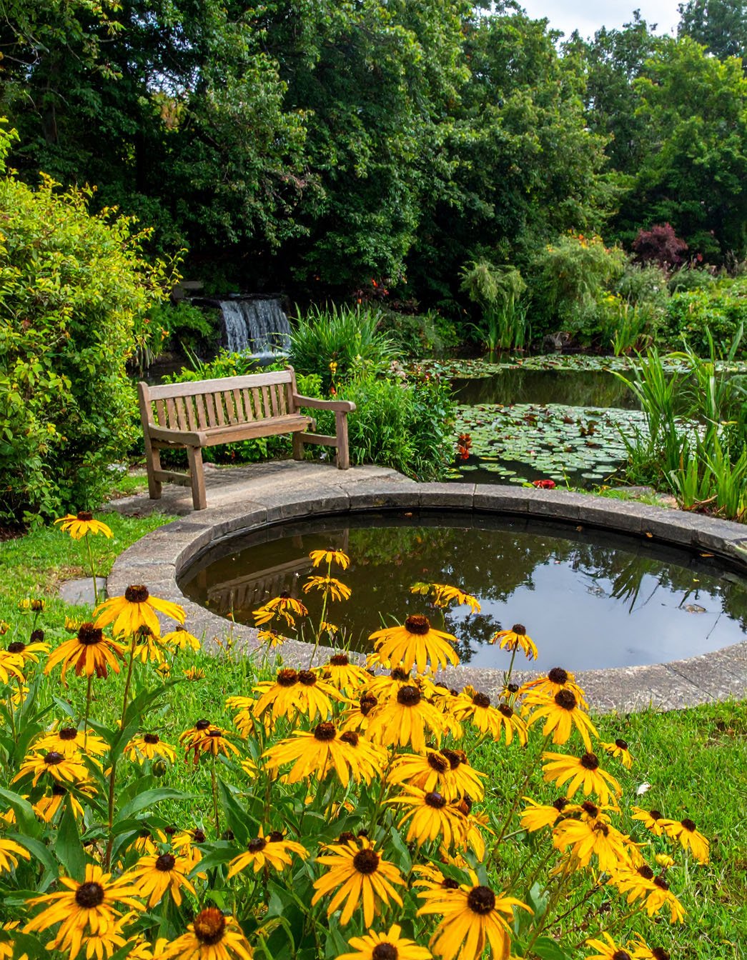 Jardin avec banc en bois, bassin circulaire et parterre de rudbeckias jaunes