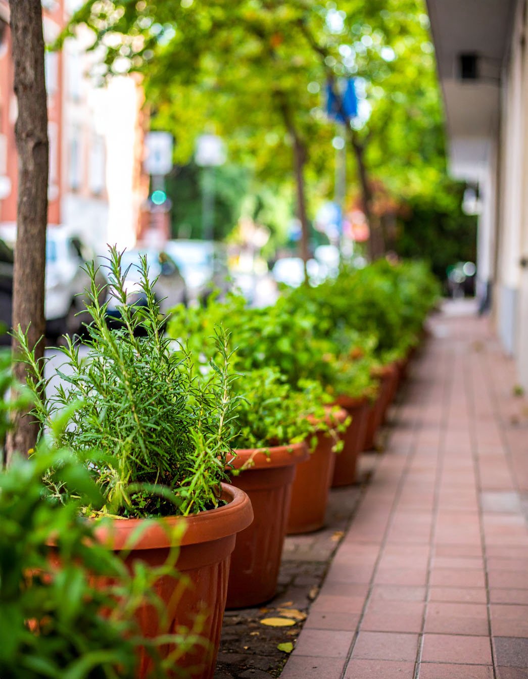 Alignement de pots de romarin et autres herbes sur un trottoir en ville