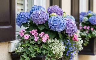 jardiniere noire hortensias volets