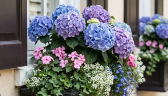 jardiniere noire hortensias volets